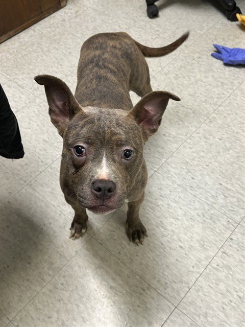 WENDY - Pit Bull Terrier available for adoption