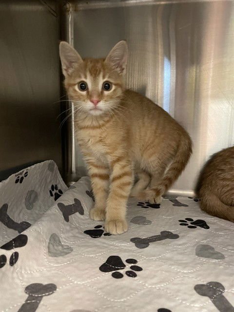 RIVER - Domestic Short Hair available for adoption