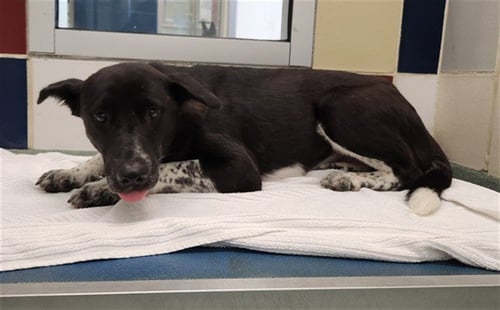 ELLIE - Border Collie available for adoption