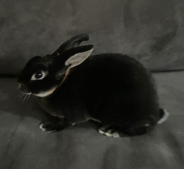 LICORICE - Shorthaired Rabbit available for adoption