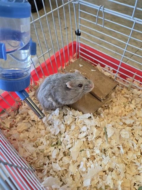 PANCHITO - Hamster available for adoption