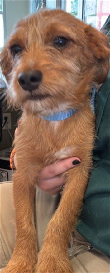 TAYLOR - Norfolk Terrier / Dachshund available for adoption