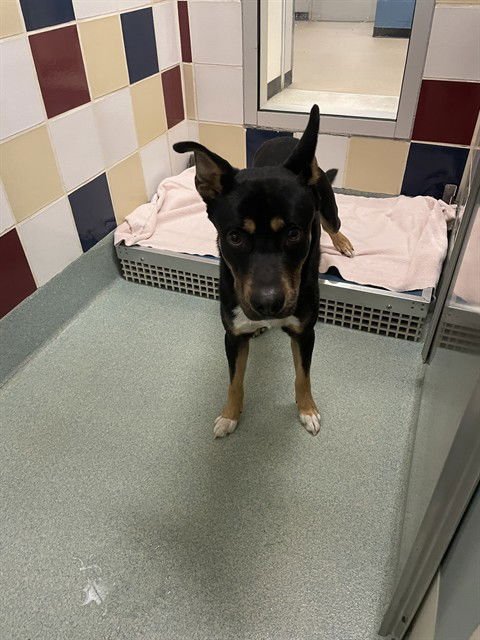 COWBOY - Australian Kelpie available for adoption