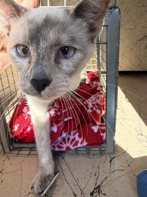 ALPHABET - Siamese available for adoption