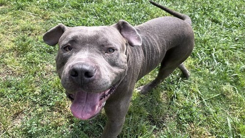 GOALIE - Pit Bull Terrier available for adoption