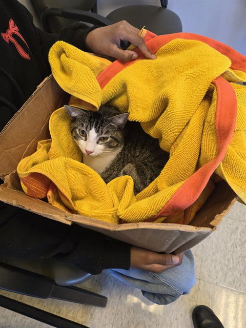 TYLER - Domestic Short Hair available for adoption