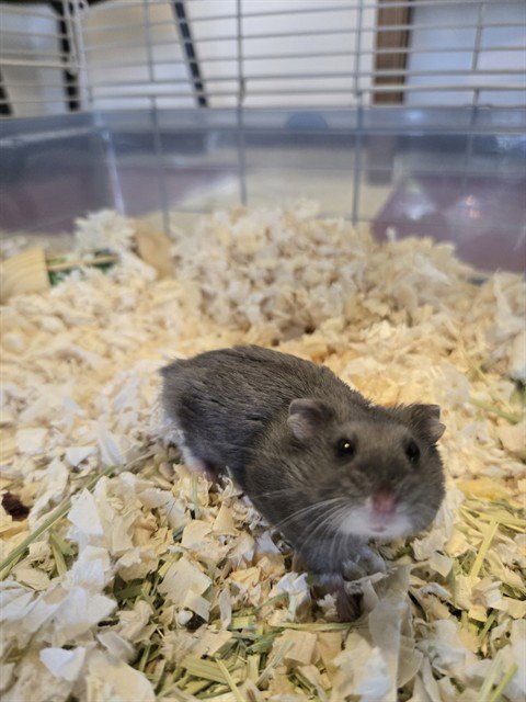 HAMMY - Hamster available for adoption