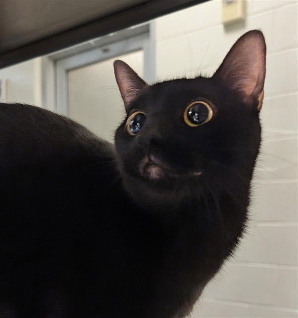 SALEM - Domestic Short Hair available for adoption