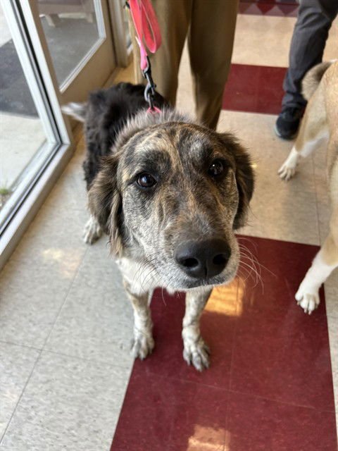 COOKIE - Great Pyrenees available for adoption