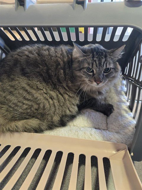 CHESHIRE - Domestic Long Hair available for adoption