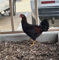 CLUCKY - Photo 1