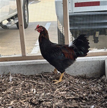 CLUCKY - Chicken available for adoption