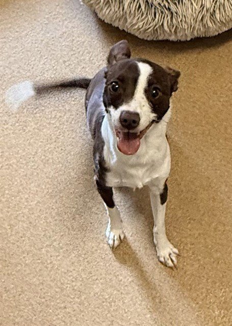 BUG - Parson Russell Terrier available for adoption