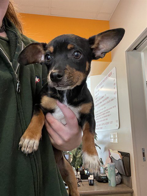 FOREST - Chihuahua available for adoption