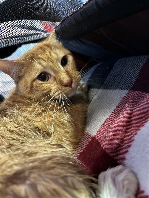 CHANCE - Domestic Short Hair available for adoption