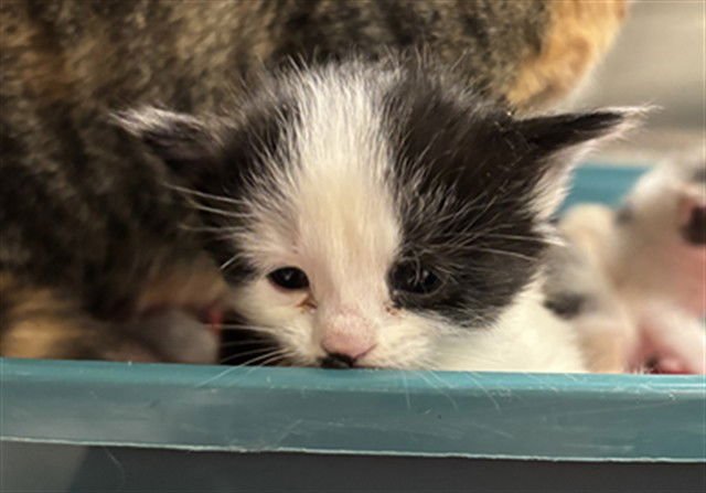 MOMMY LONGLEGS - Domestic Short Hair available for adoption