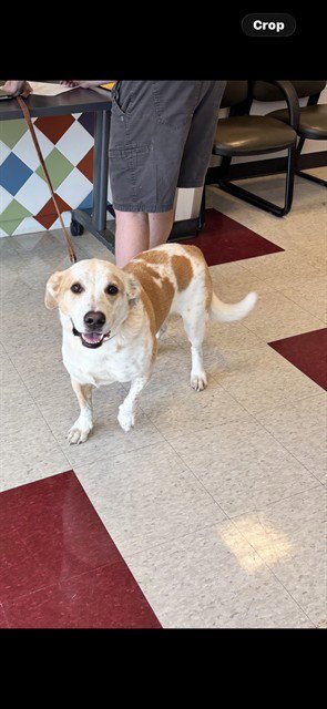 ACE - Beagle / Basset Hound available for adoption