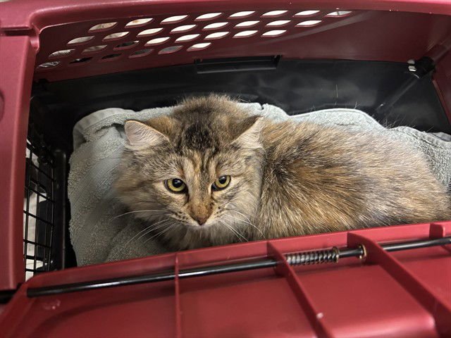 SASSY - Domestic Long Hair available for adoption