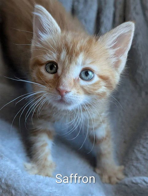 SAFFRON - Domestic Short Hair available for adoption