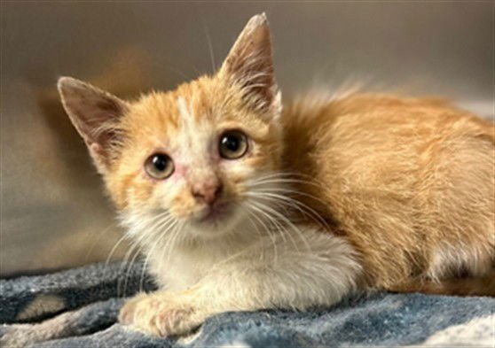 SQUEAKS - Domestic Short Hair available for adoption