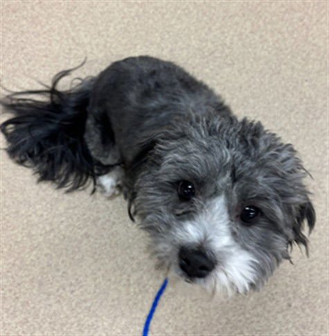 BUTTONS - Poodle (Miniature) available for adoption