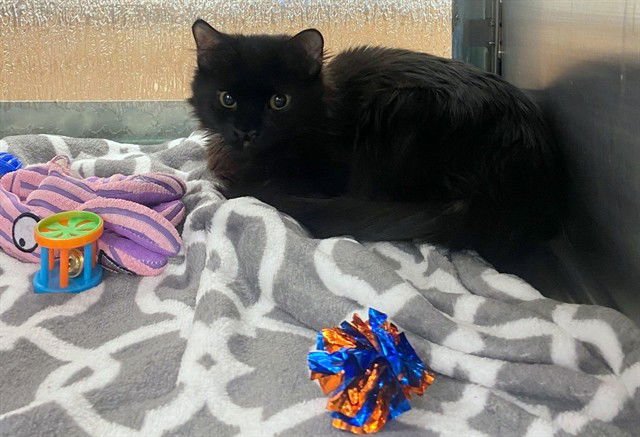 COUNT FLUFFERTON - Domestic Medium Hair available for adoption