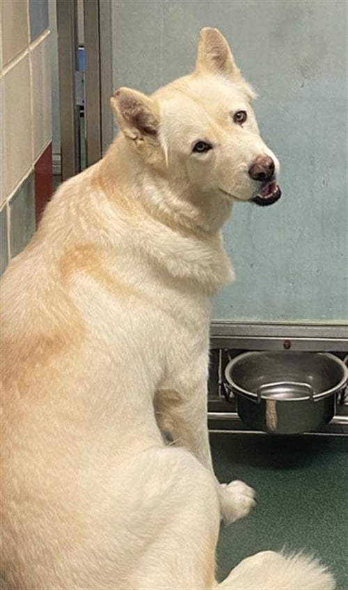 JUNO - Siberian Husky available for adoption