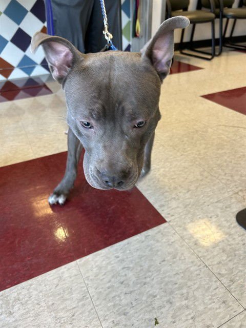 KING - Pit Bull Terrier for adoption in Frisco