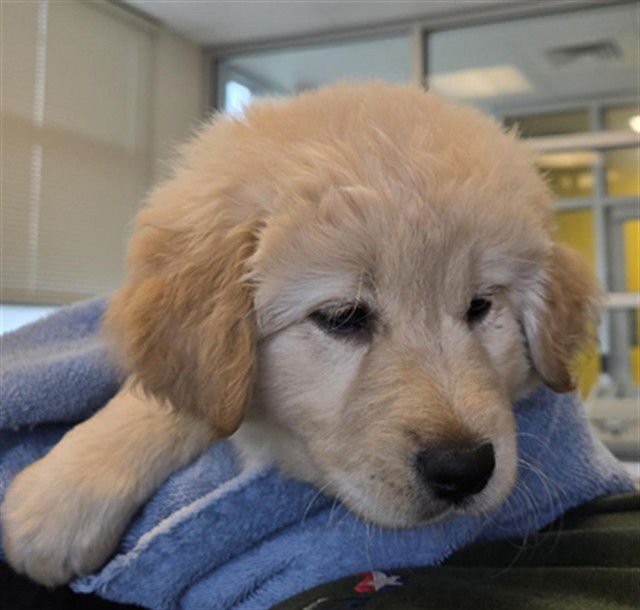 A216361 - Labrador Retriever / Great Pyrenees available for adoption