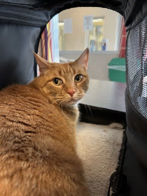 SPARKY - American Shorthair available for adoption