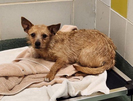 MISTY - Norwich Terrier available for adoption
