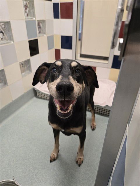 MOLLY - Doberman Pinscher available for adoption