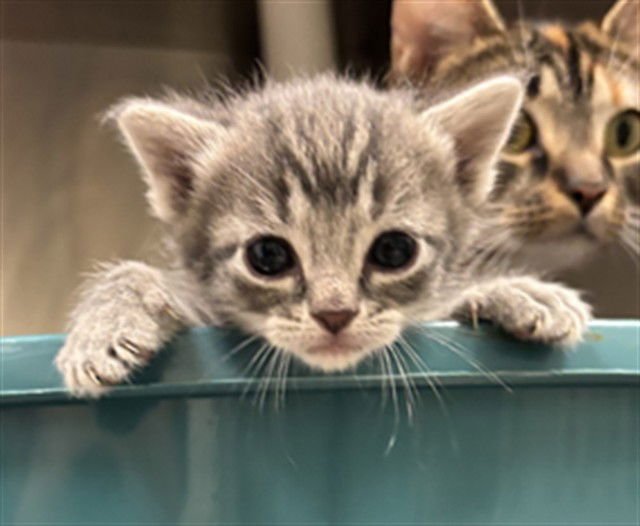 POPPY - Domestic Short Hair available for adoption