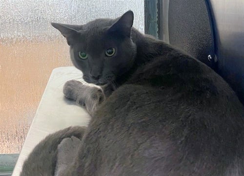 EL GATO - Domestic Short Hair available for adoption