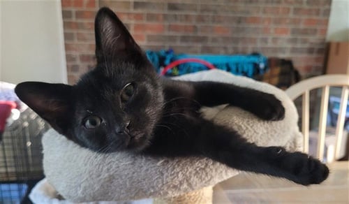 ACCOUTREMENT - Domestic Short Hair available for adoption