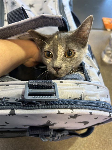 ROSE - Domestic Short Hair available for adoption