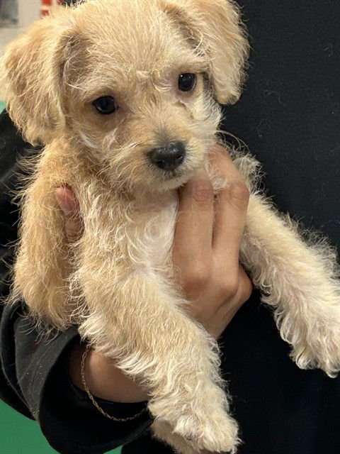 CHILI - Chihuahua / Yorkshire Terrier Yorkie available for adoption