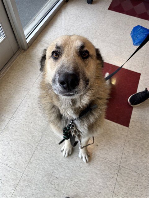 AVERY - German Shepherd Dog / Great Pyrenees available for adoption