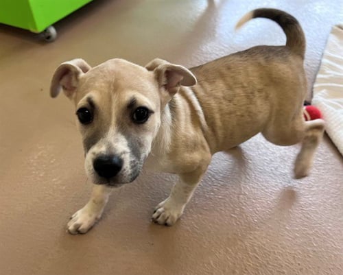KIMMIE - Pit Bull Terrier available for adoption