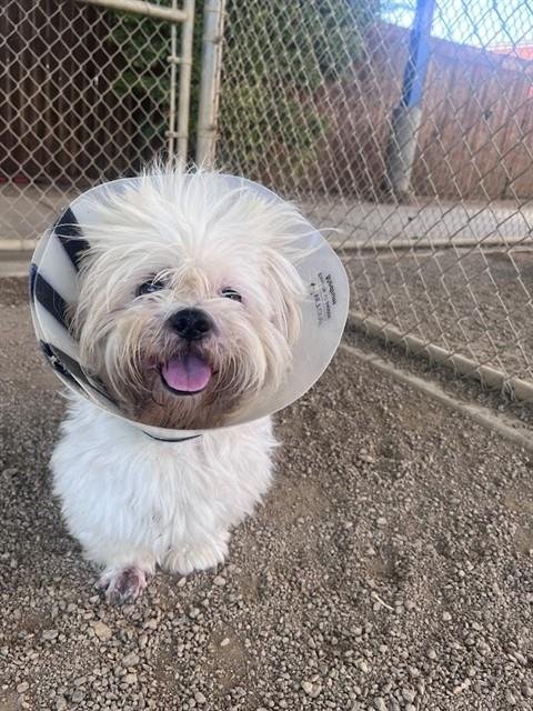 COCOA - Lhasa Apso available for adoption