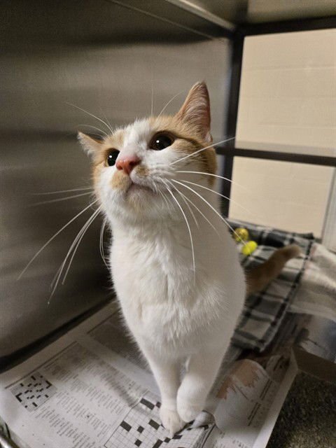 MARIGOLD - Domestic Short Hair available for adoption