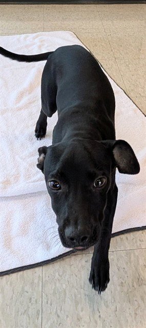ORION - Labrador Retriever available for adoption