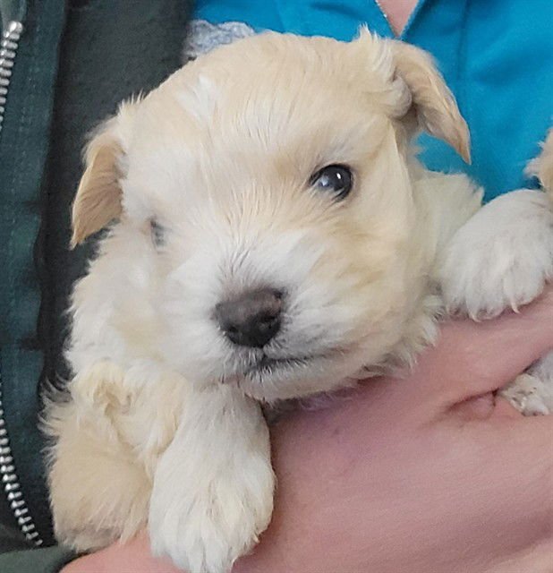 CHICKEN NUGGET - Chihuahua available for adoption