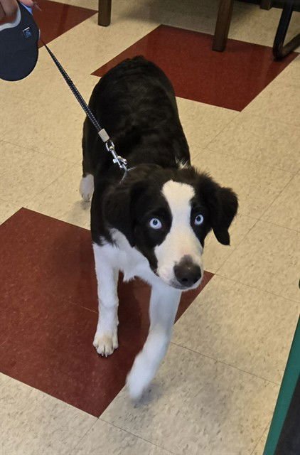 PEP BOY - Border Collie / Siberian Husky available for adoption