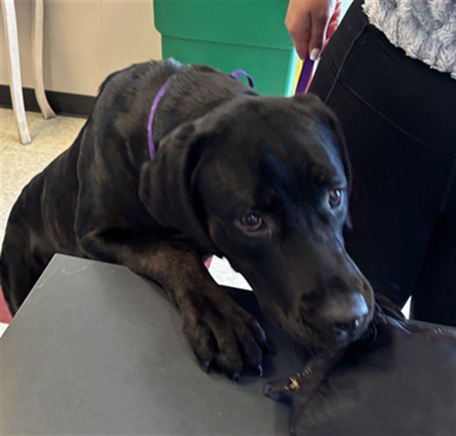 MILES - Labrador Retriever / Rottweiler available for adoption