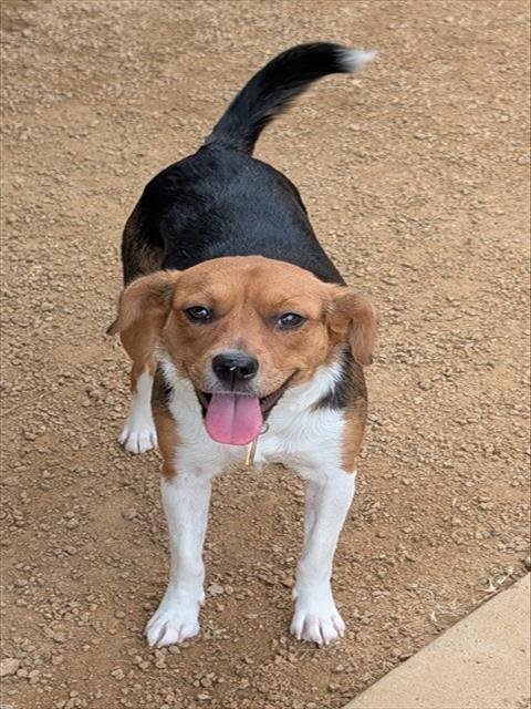 DAISY - Beagle available for adoption