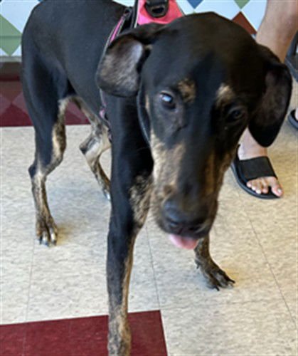 LUCILLA - Doberman Pinscher available for adoption