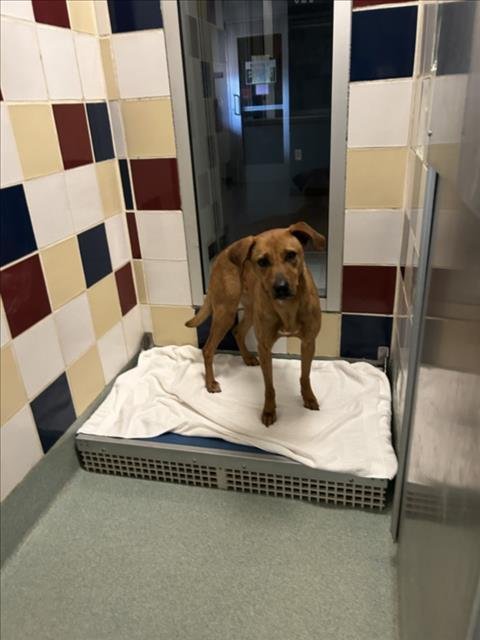 MINNIE - Rhodesian Ridgeback available for adoption