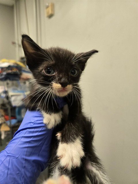BART - Domestic Short Hair available for adoption