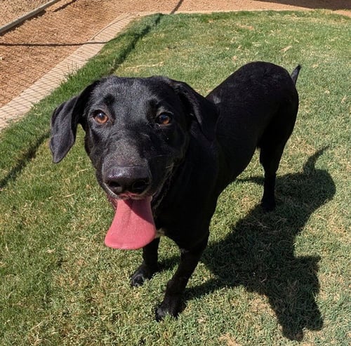 LYRIC - Labrador Retriever available for adoption